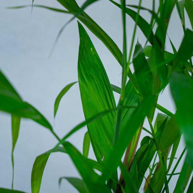 palma-bambusowa-chamedora-seifrizii palma-bambusowa-chamedora-seifrizii