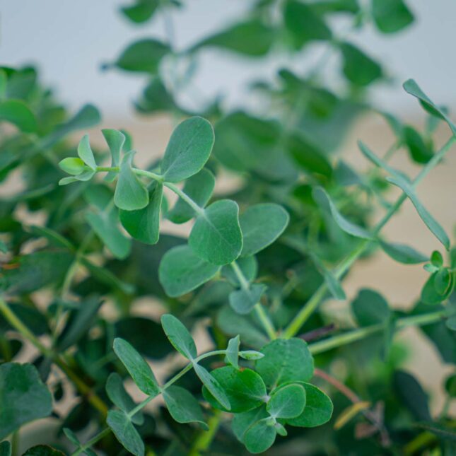 eukaliptus-gunni eukaliptus-gunni