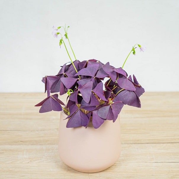 Fioletowa roślina przypominająca koniczynę w różowej osłonce.