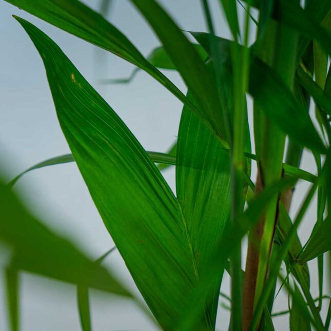 palma-bambusowa-chamedora-seifrizii palma-bambusowa-chamedora-seifrizii