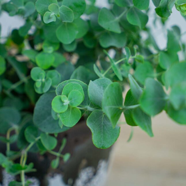 eukaliptus-gunni eukaliptus-gunni