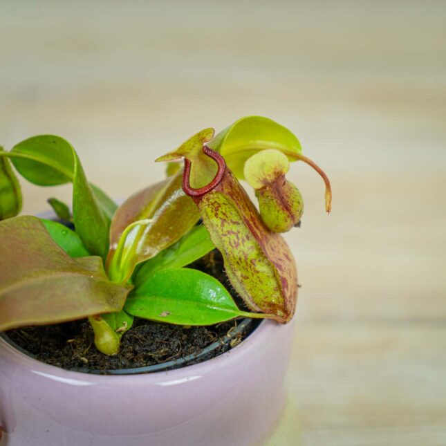 dzbanecznik-nepenthes-alata dzbanecznik-nepenthes-alata