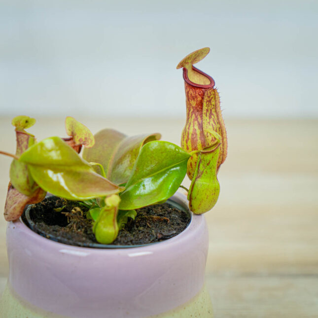 dzbanecznik-nepenthes-alata dzbanecznik-nepenthes-alata