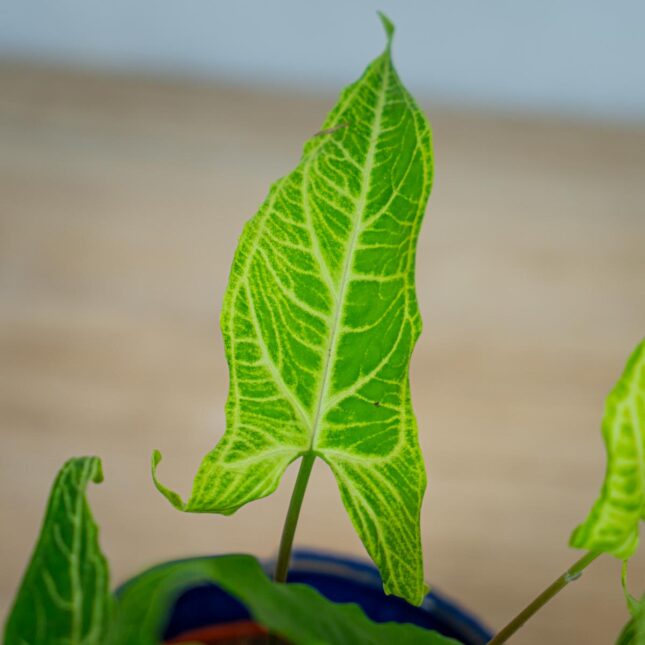 syngonium-batik syngonium-batik