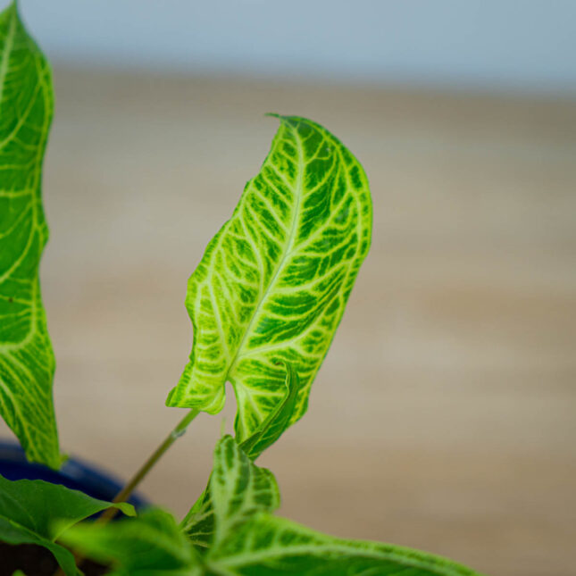 syngonium-batik syngonium-batik