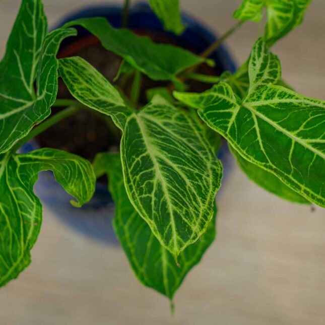 syngonium-batik syngonium-batik