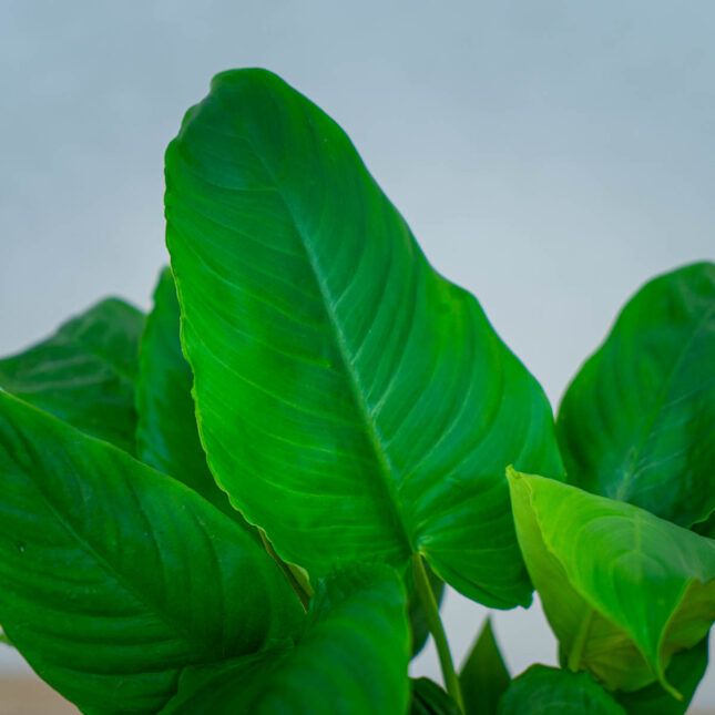 schismatoglottis-calyptrata schismatoglottis-calyptrata