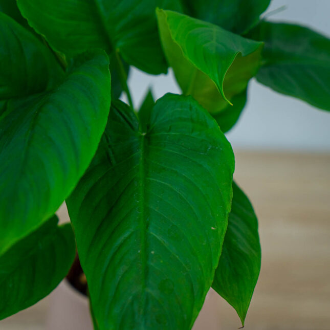 schismatoglottis-calyptrata schismatoglottis-calyptrata