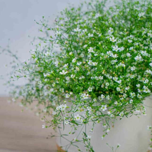 gipsowka-polna-gypsophila-muralis gipsowka-polna-gypsophila-muralis