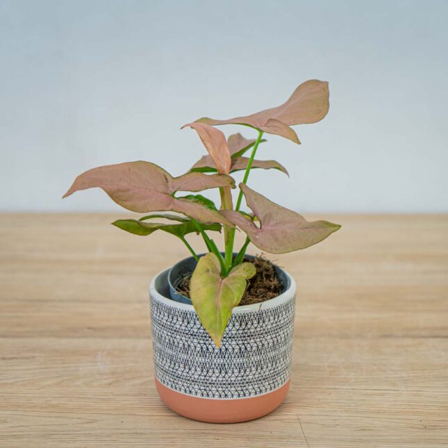 syngonium-pink-arrow