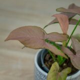 syngonium-pink-arrow