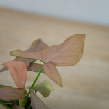 syngonium-pink-arrow