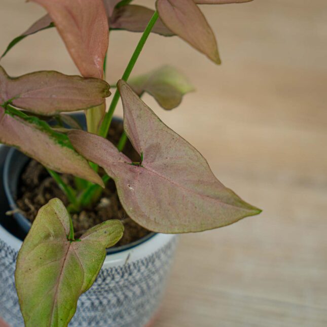 syngonium-pink-arrow syngonium-pink-arrow