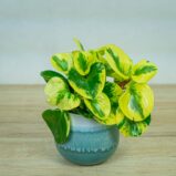 Peperomia-green-gold