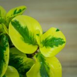 Peperomia-green-gold