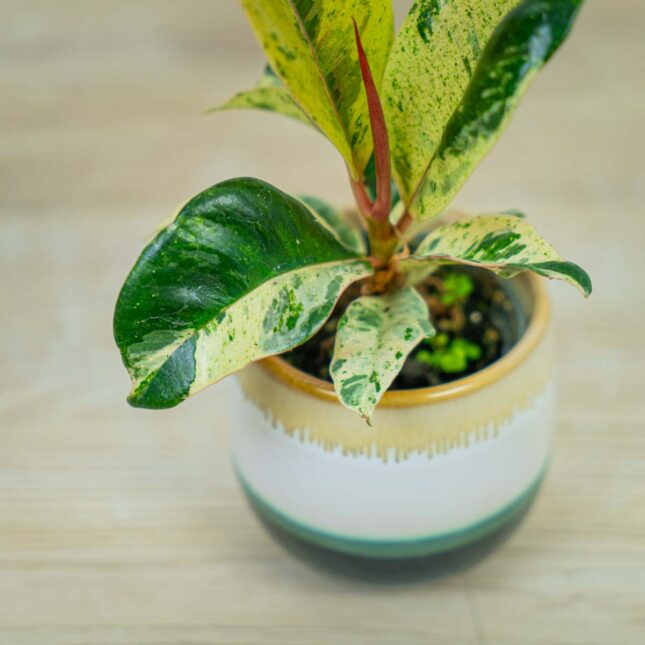 fikus-elastica-moonshine-shivereana-baby-ficus fikus-elastica-moonshine-shivereana-baby-ficus