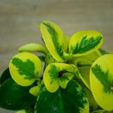 Peperomia-green-gold