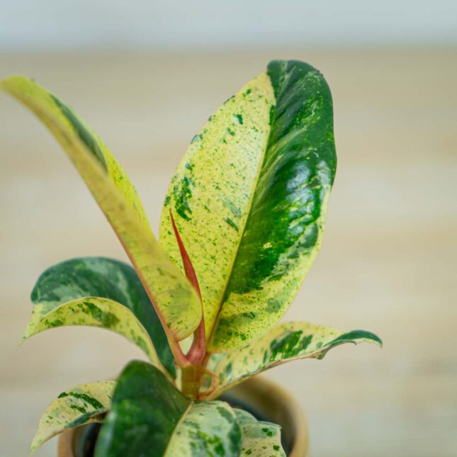 fikus-elastica-moonshine-shivereana-baby-ficus fikus-elastica-moonshine-shivereana-baby-ficus