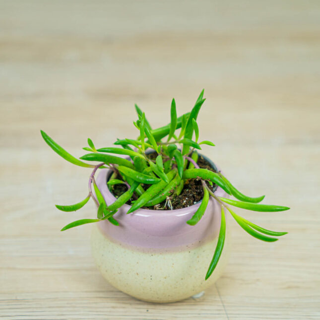 senecio-purple-flush-baby senecio-purple-flush-baby