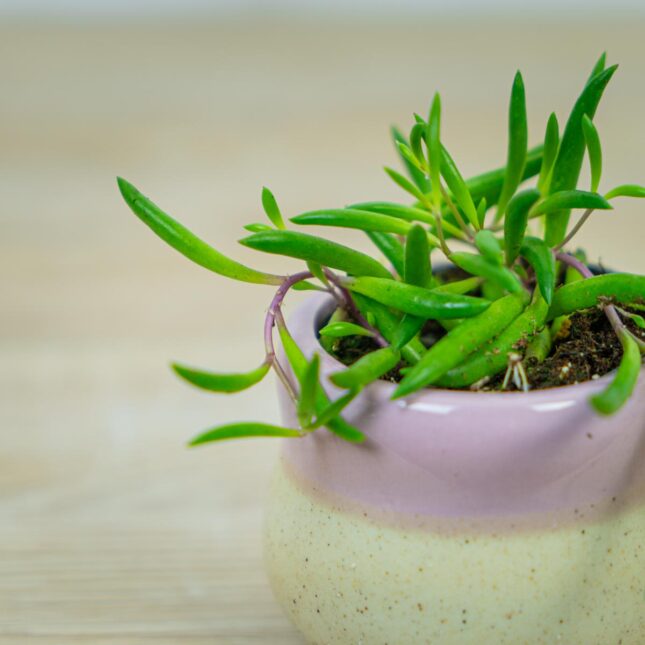 senecio-purple-flush-baby senecio-purple-flush-baby