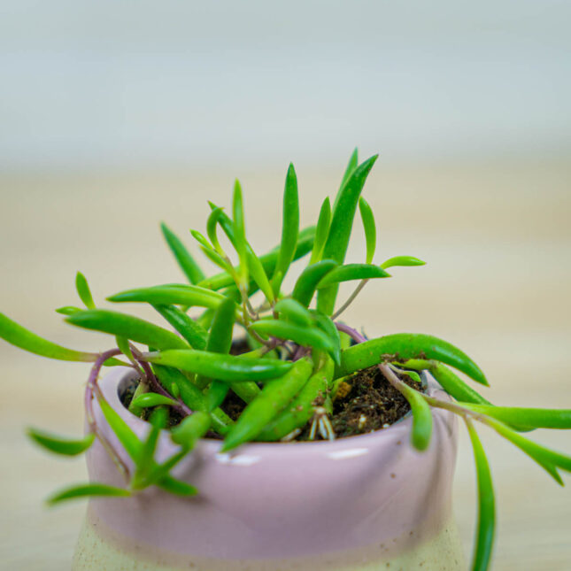 senecio-purple-flush-baby senecio-purple-flush-baby