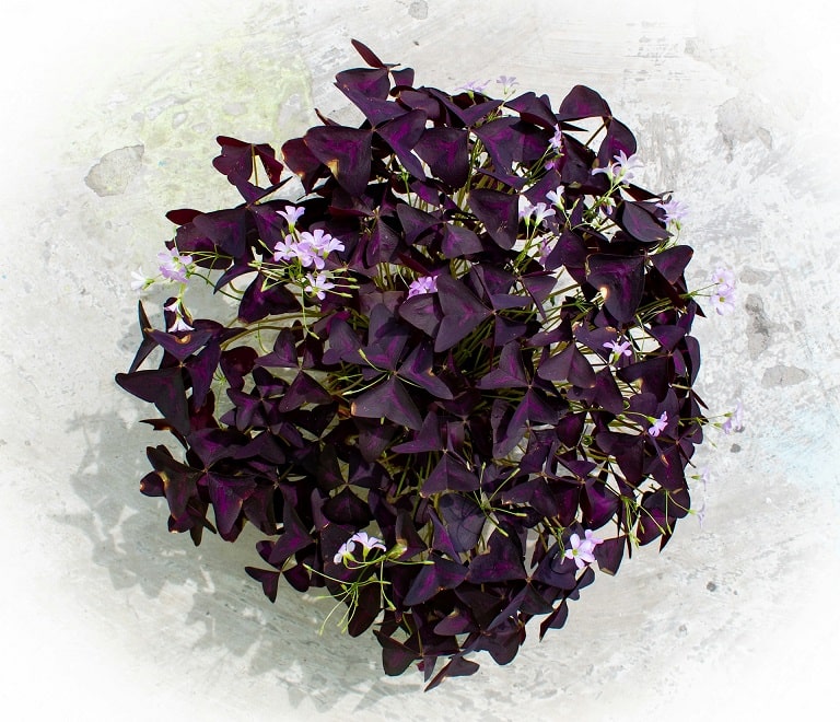 Fioletowa roślina szczawik podobna do koniczyny.