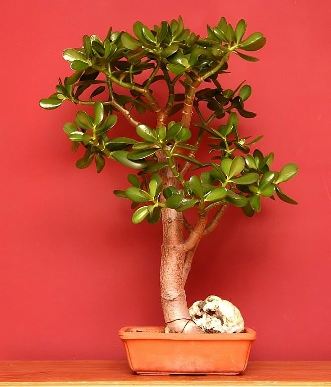 Roślina doniczkowa przypominająca drzewko bonsai.