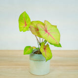 caladium-bicolor-river