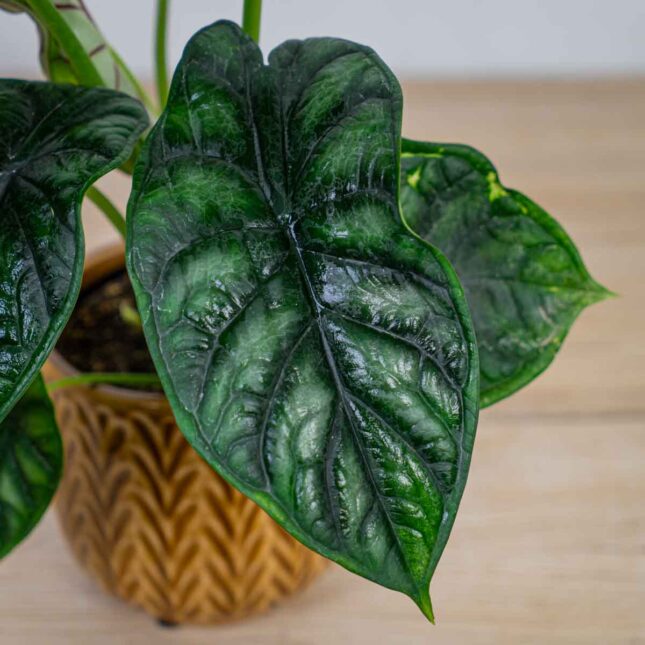 alokazja-dragon-scale-alocasia alokazja-dragon-scale-alocasia