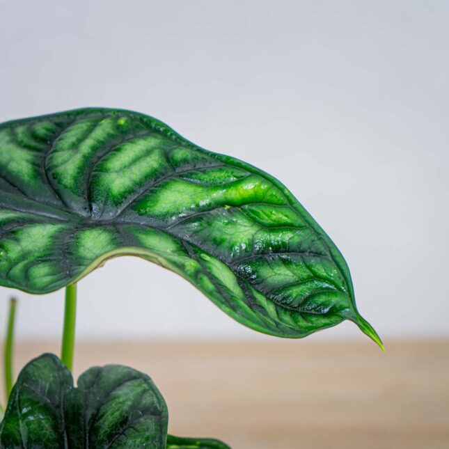 alokazja-dragon-scale-alocasia alokazja-dragon-scale-alocasia