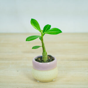 roza-pustyni-baby-adenium-obesum