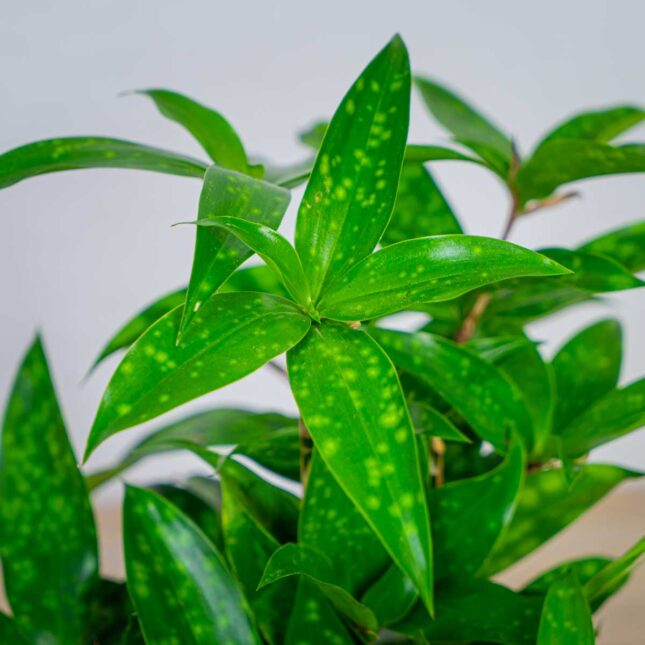 dracena-surculosa-aurea-dracaena dracena-surculosa-aurea-dracaena