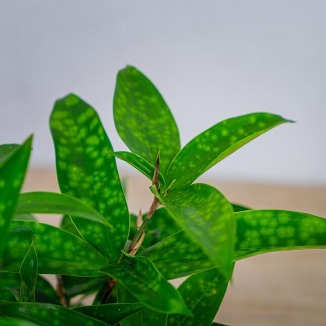 dracena-surculosa-aurea-dracaena dracena-surculosa-aurea-dracaena