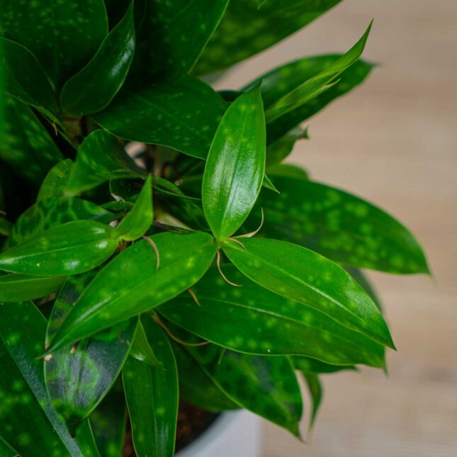 dracena-surculosa-aurea-dracaena dracena-surculosa-aurea-dracaena