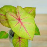 caladium-bicolor-river