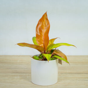 philodendron-prince-of-orange