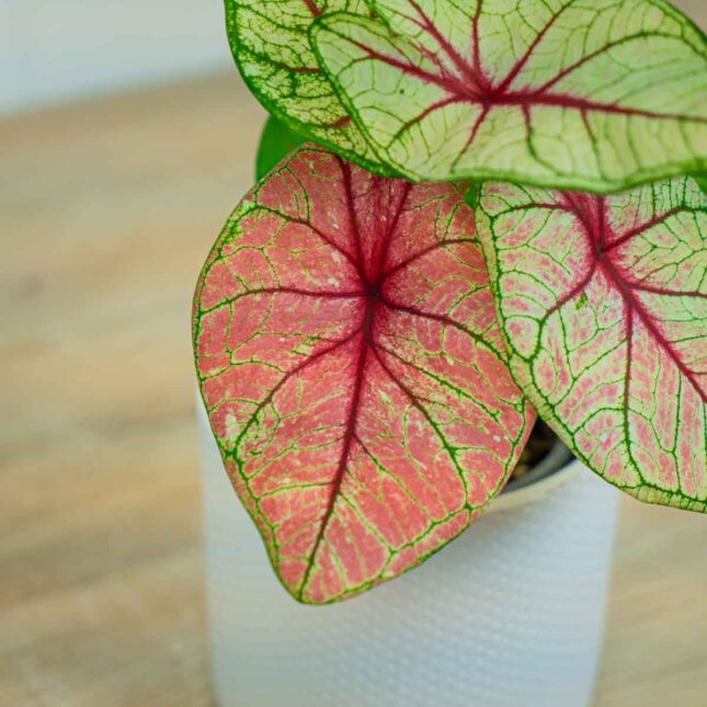 caladium-white-queen caladium-white-queen