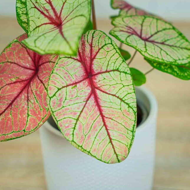 caladium-white-queen caladium-white-queen