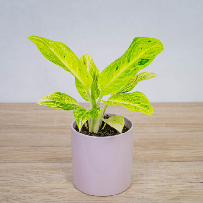 aglaonema-citronelle