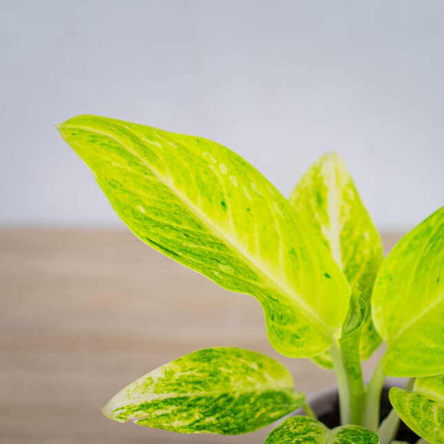 aglaonema-citronelle aglaonema-citronelle