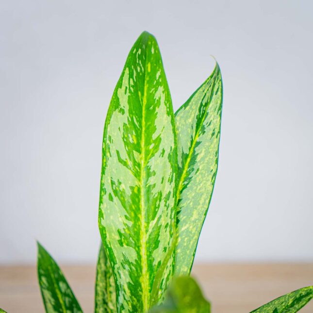 aglaonema-matcha-lemon aglaonema-matcha-lemon