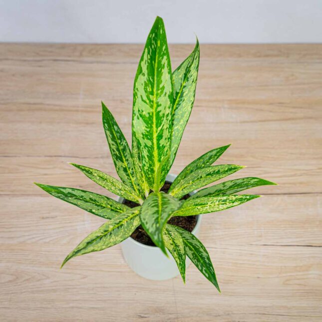 aglaonema-matcha-lemon aglaonema-matcha-lemon