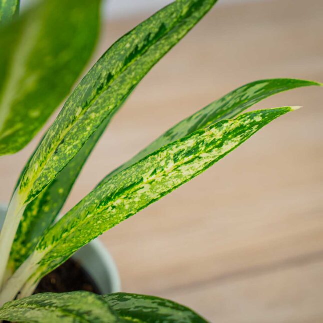 aglaonema-matcha-lemon aglaonema-matcha-lemon