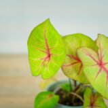 caladium-bicolor-river