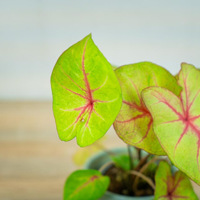 caladium-bicolor-river caladium-bicolor-river