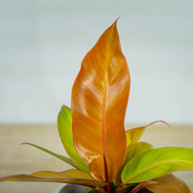 philodendron-prince-of-orange philodendron-prince-of-orange