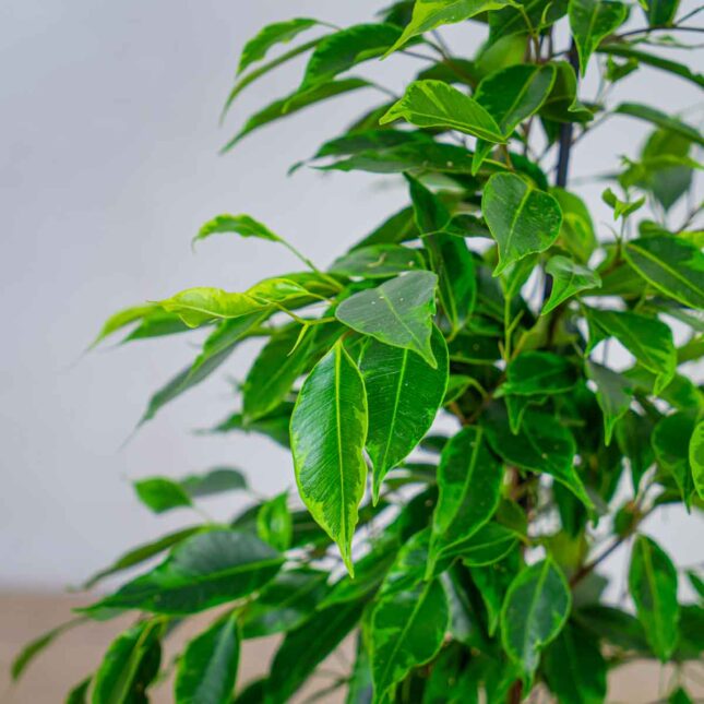 fikus-benjamina-anastasia-ficus fikus-benjamina-anastasia-ficus