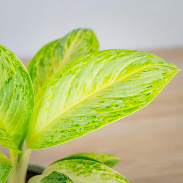 aglaonema-arctic-lime aglaonema-arctic-lime