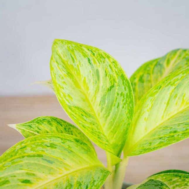 aglaonema-arctic-lime aglaonema-arctic-lime