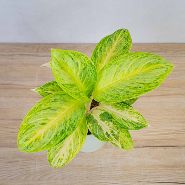 aglaonema-arctic-lime aglaonema-arctic-lime